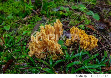 yellow edible coral mushroom Ramaria flava mushroom in the forest, close-up 100329242
