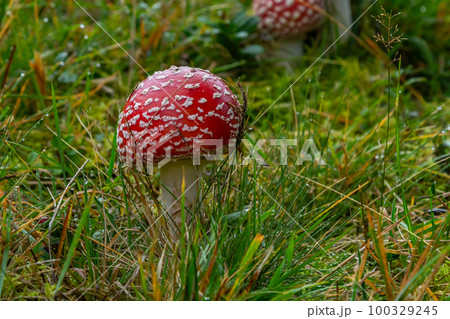 Amanita Muscaria, poisonous mushroom. Photo has been taken in the natural forest background 100329245