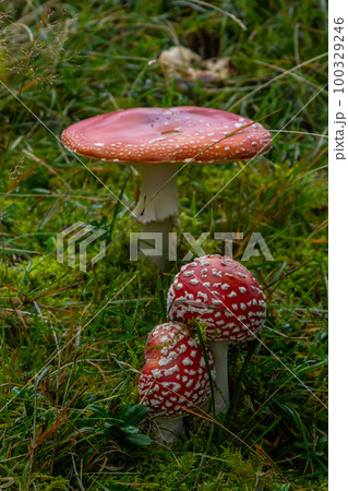 Red Wild Amanita Muscaria Mushroom. A red Amanita Muscaria mushroom growing in the wild 100329246