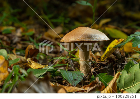 Gymnopus hariolorum mushrooms on the old stump Gymnopus hariolorum mushrooms on the old stump 100329251