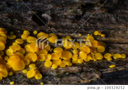 Very small fungus yellow fairy cups or lemon discos, Bisporella citrina, on old wet wood Very small fungus yellow fairy cups or lemon discos, Bisporella citrina, on old wet wood 100329252
