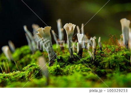 Amazing litte mushroom looks like branches with drops of dew - Xylaria hypoxylon Amazing litte mushroom looks like branches with drops of dew - Xylaria hypoxylon 100329253