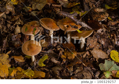 Poison Pie Mushroom Hebeloma crustuliniforme growing through the autumnal leaves 100329257