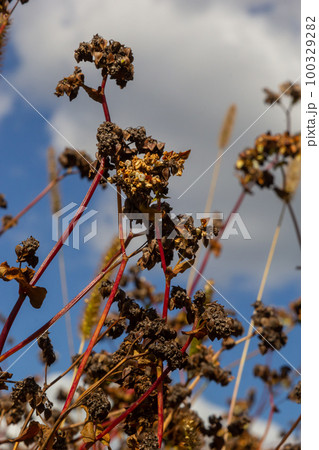 Autumn colorful landscape with uncleaned buckwheat field on the edge of the forest plantation on a bright sunny day 100329282