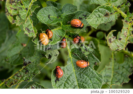 Colorado potato beetle - Leptinotarsa decemlineata on potato bushes. Pest of plants and agriculture. Treatment with pesticides. Insects are pests that damage plants Colorado potato beetle - Leptinotarsa decemlineata on potato bushes. Pest of plants and agriculture. Treatment with pesticides. Insects are pests that damage plants 100329320