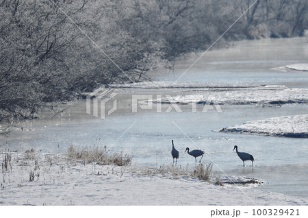 樹氷に囲まれたタンチョウのねぐら(北海道・鶴居) 樹氷に囲まれたタンチョウのねぐら(北海道・鶴居) 100329421