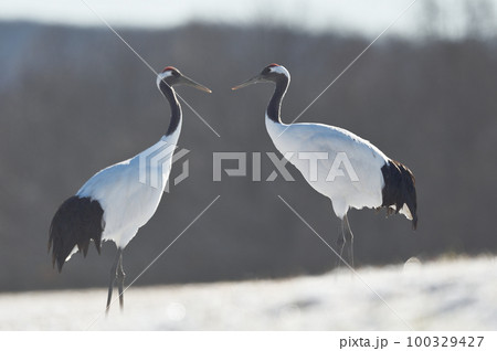 二羽の丹頂（北海道・鶴居） 100329427