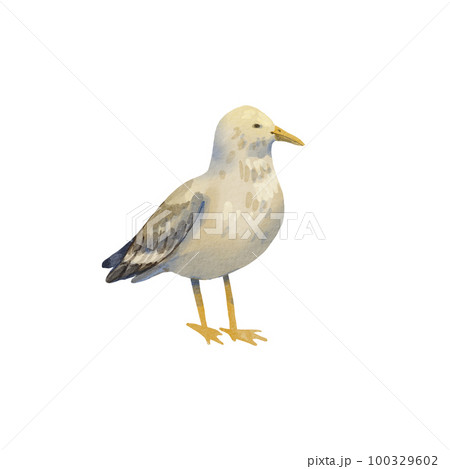 A sea gull stands on a white background. Watercolor illustration of an albatross. A walking bird, big and gray. Cartoon style. Summer motif. Suitable for postcards, packaging, design. 100329602