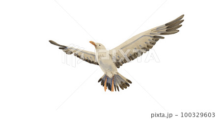 Sea gull in flight on a white background. Watercolor illustration of an albatross in the sky. A flying bird, big and gray. Cartoon style. Summer motif. Suitable for postcards, packaging, design. 100329603
