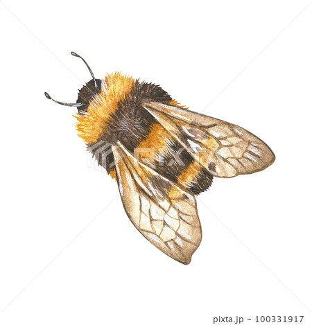 Watercolor illustration. Realistic drawing of a bumblebee in flight. Isolated on a white background. For the design of stickers, honey labels, wild flower cards, pollen or wax packages Watercolor illustration. Realistic drawing of a bumblebee in flight. Isolated on a white background. For the design of stickers, honey labels, wild flower cards, pollen or wax packages 100331917