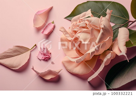 Light pink rose on the light pink background. Illustration AI Generative 100332221