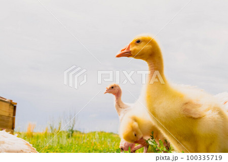 Gosling. Poultry farm for breeding geese. Little goose chicks in the grass. 100335719