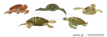 Turtles with Bony Shell as Land-dwelling and Sea-dwelling Species Vector Set 100336692