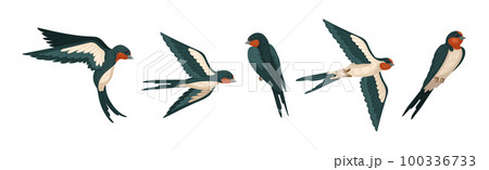 Swallow or Martin as Passerine Bird with Long Pointed Wings Vector Set 100336733