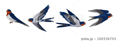 Swallow or Martin as Passerine Bird with Long Pointed Wings Vector Set 100336743
