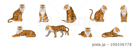 Striped Tiger with Orange-brown Fur as Wild Cat Species in Different Poses Vector Set Striped Tiger with Orange-brown Fur as Wild Cat Species in Different Poses Vector Set 100336778