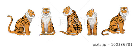 Striped Tiger with Orange-brown Fur as Wild Cat Species in Different Poses Vector Set 100336781