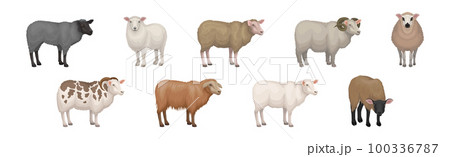 Sheep as Ruminant Domestic Mammal Kept as Livestock Vector Set 100336787