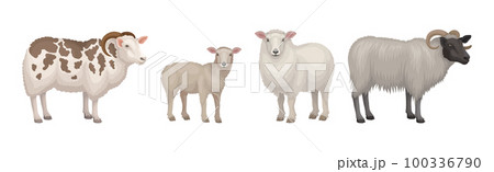 Sheep as Ruminant Domestic Mammal Kept as Livestock Vector Set Sheep as Ruminant Domestic Mammal Kept as Livestock Vector Set 100336790