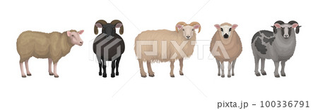 Sheep as Ruminant Domestic Mammal Kept as Livestock Vector Set Sheep as Ruminant Domestic Mammal Kept as Livestock Vector Set 100336791
