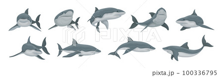Shark as Elasmobranch Fish with Pectoral Fins and Cartilaginous Skeleton Vector Set 100336795