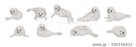 White Fur Seals as Pinniped Species with Vibrissae and Dense Underfur Vector Set White Fur Seals as Pinniped Species with Vibrissae and Dense Underfur Vector Set 100336832