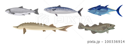 Seafood and Marine Delicacy with Salmon, Trout and Pike Vector Set Seafood and Marine Delicacy with Salmon, Trout and Pike Vector Set 100336914