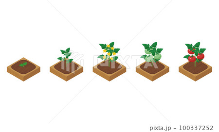 農場ゲームのイラスト_成長するトマト_アイソメトリック 100337252