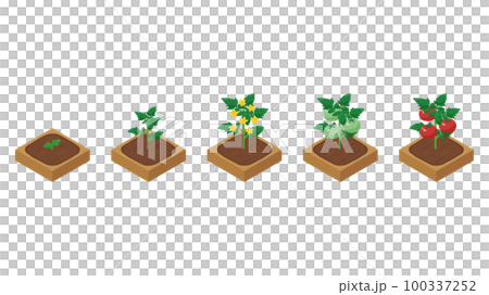 農場ゲームのイラスト_成長するトマト_アイソメトリック 100337252