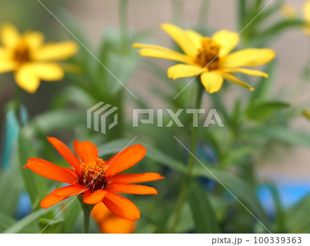 黄色とオレンジ色のヒャクニチソウの花 黄色とオレンジ色のヒャクニチソウの花 100339363