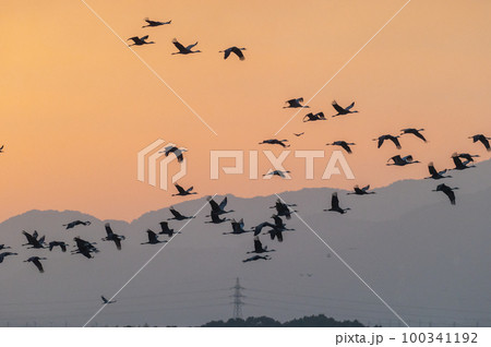 明け方鶴の飛翔 鹿児島県出水 明け方鶴の飛翔 鹿児島県出水 100341192