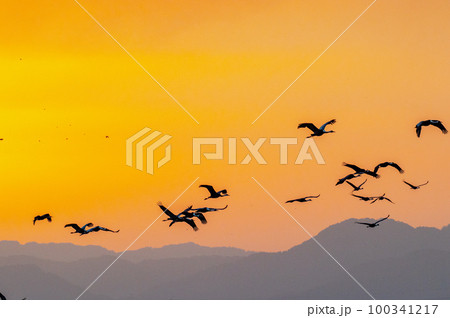 明け方鶴の飛翔　鹿児島県出水　 100341217