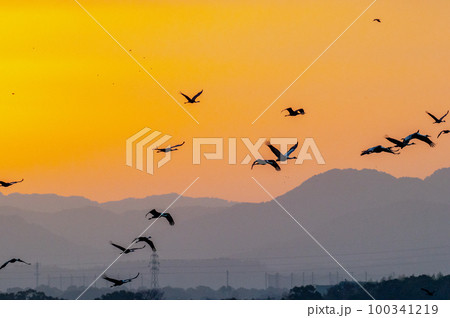 明け方鶴の飛翔 鹿児島県出水 明け方鶴の飛翔 鹿児島県出水 100341219