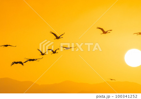 明け方鶴の飛翔 鹿児島県出水 明け方鶴の飛翔 鹿児島県出水 100341252