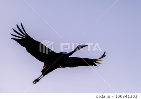 明け方鶴の飛翔　鹿児島県出水　 100341303