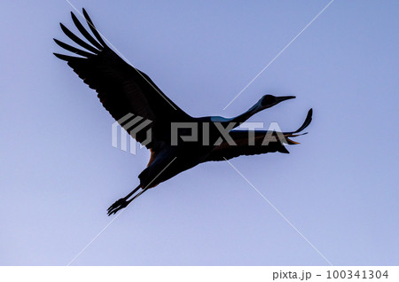 明け方鶴の飛翔 鹿児島県出水 明け方鶴の飛翔 鹿児島県出水 100341304