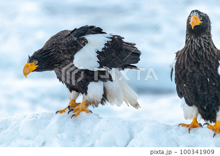 知床　冬 100341909