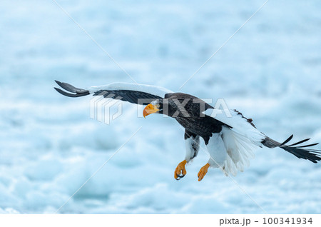 知床　冬 100341934