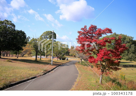 紅葉 カエデの葉 紅葉 カエデの葉 100343178