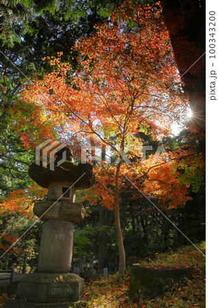 埼玉県川越市小仙波町 川越大師喜多院境内の逆光の紅葉と石灯籠 埼玉県川越市小仙波町 川越大師喜多院境内の逆光の紅葉と石灯籠 100343200