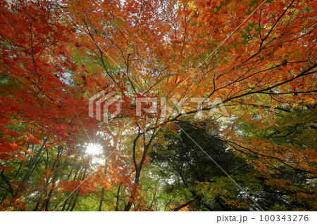 埼玉県川越市小仙波町　川越大師喜多院境内慈眼堂の逆光の紅葉もみじ 100343276