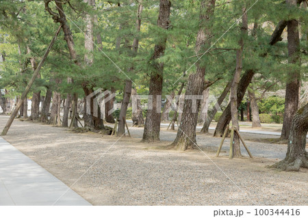 出雲大社　松の参道 100344416