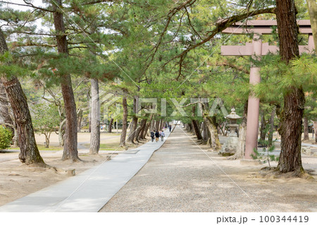 出雲大社　松の参道 100344419