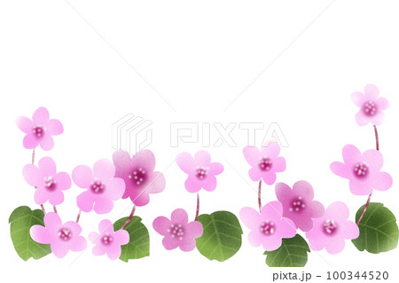 ヒマラヤ雪の下花カード ヒマラヤ雪の下花カード 100344520