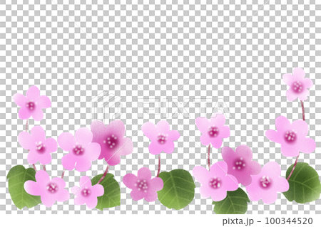 ヒマラヤ雪の下花カード ヒマラヤ雪の下花カード 100344520