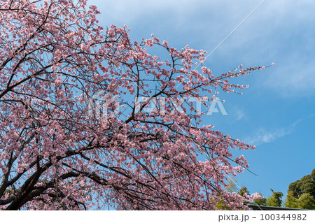 桜の花と青空 桜の花と青空 100344982