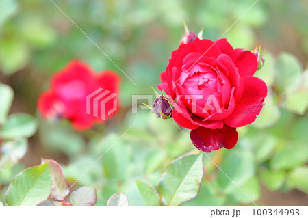 バラの花　リリーマルリーン 100344993