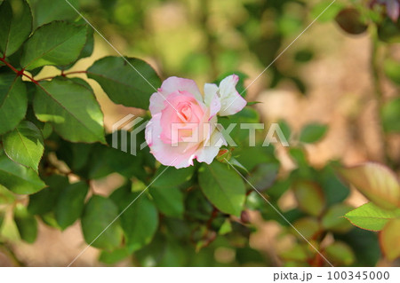 バラの花　マチルダ 100345000