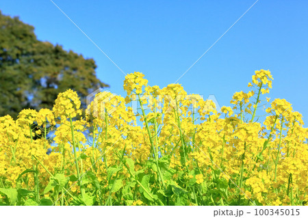 菜の花畑 100345015