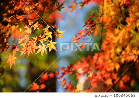 埼玉県川越市小仙波町　川越大師喜多院どろぼう橋の逆光の紅葉もみじ 100345068
